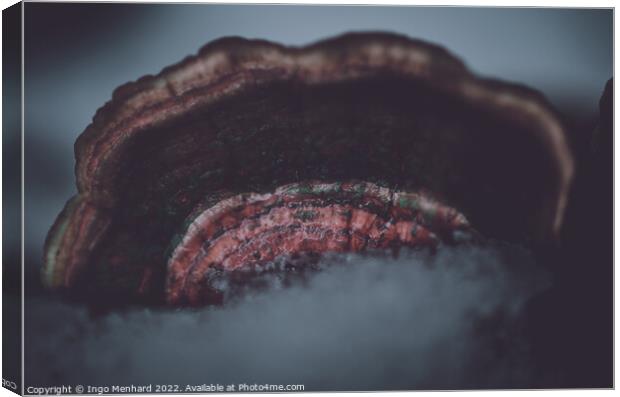 Ice on bracket fungus close-up Canvas Print by Ingo Menhard