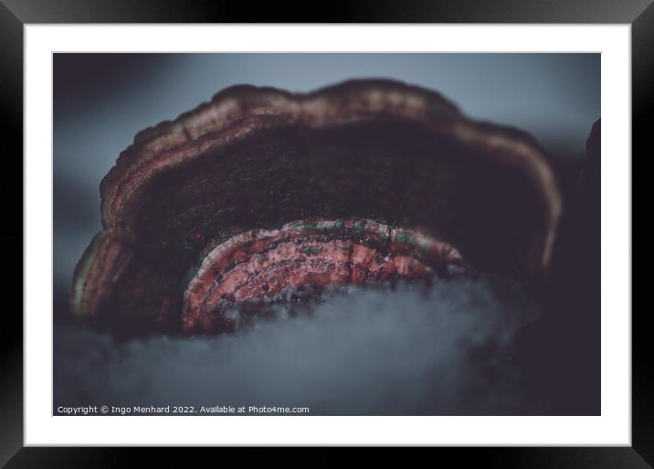 Ice on bracket fungus close-up Framed Mounted Print by Ingo Menhard