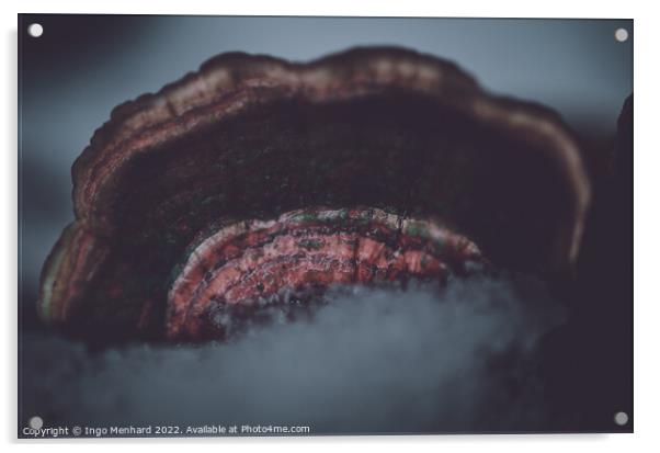Ice on bracket fungus close-up Acrylic by Ingo Menhard