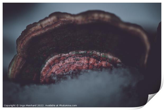 Ice on bracket fungus close-up Print by Ingo Menhard