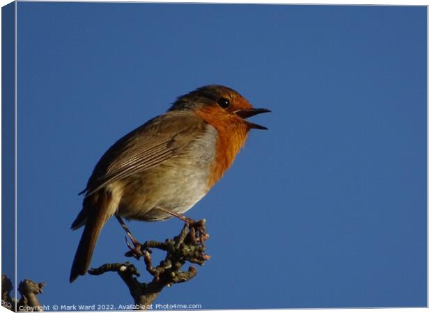 Robin in Song. Canvas Print by Mark Ward