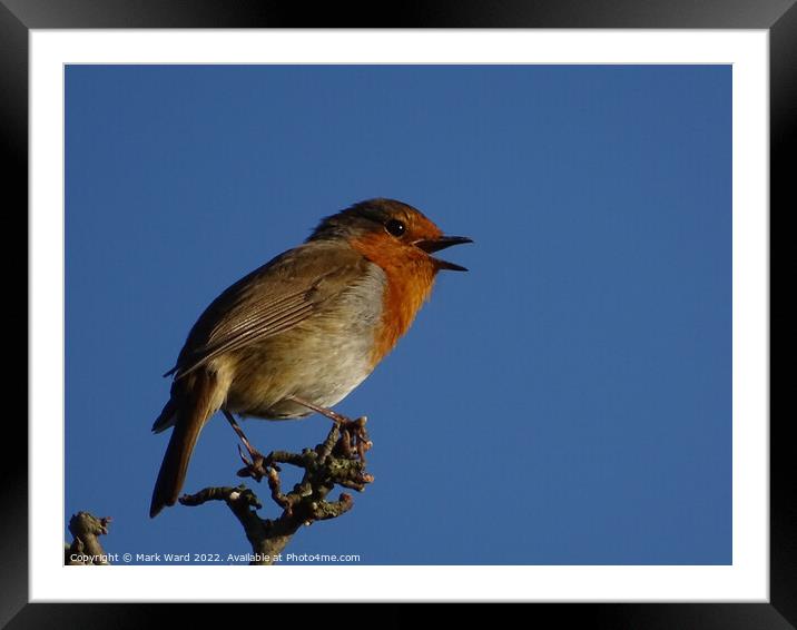 Robin in Song. Framed Mounted Print by Mark Ward