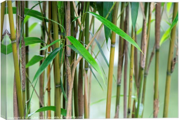 Young bamboo leaves Canvas Print by Stan Lihai
