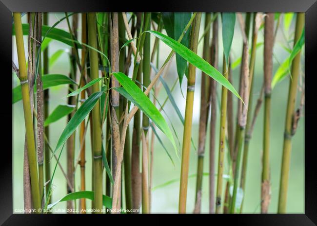 Young bamboo leaves Framed Print by Stan Lihai