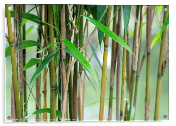 Young bamboo leaves Acrylic by Stan Lihai