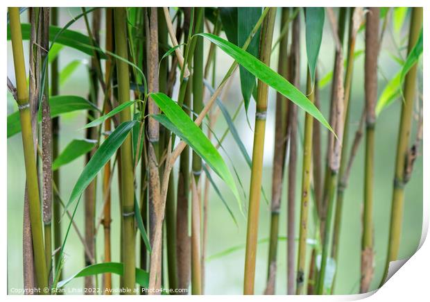 Young bamboo leaves Print by Stan Lihai