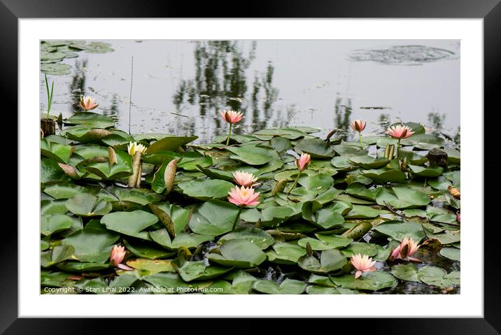 Lotuses in Shanghai park Framed Mounted Print by Stan Lihai