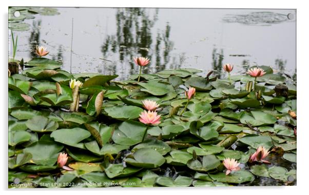 Lotuses in Shanghai park Acrylic by Stan Lihai
