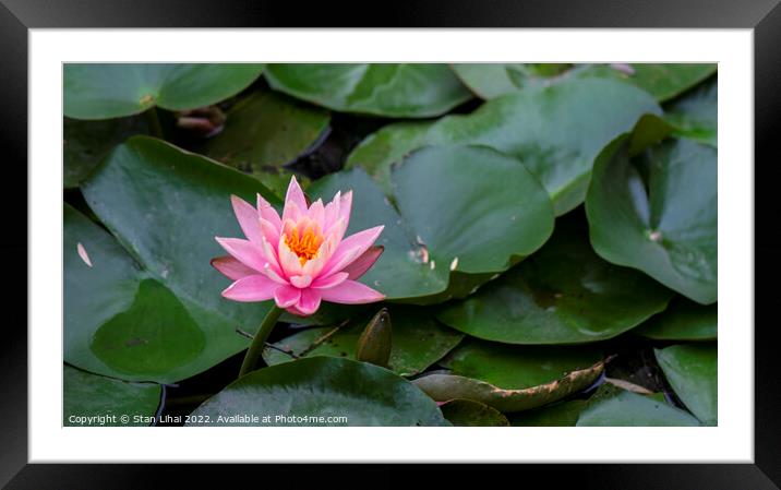 Pink lotus  Framed Mounted Print by Stan Lihai