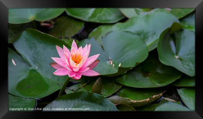 Pink lotus  Framed Print by Stan Lihai