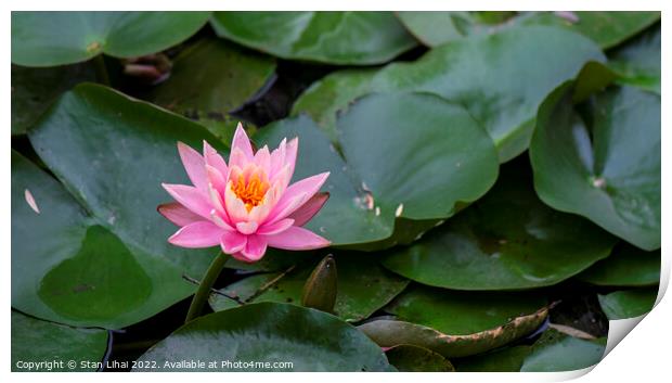 Pink lotus  Print by Stan Lihai
