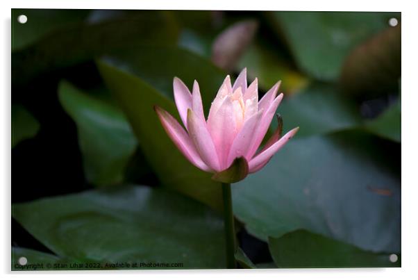 Pink lotus flower Acrylic by Stan Lihai
