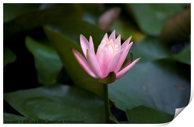 Pink lotus flower Print by Stan Lihai