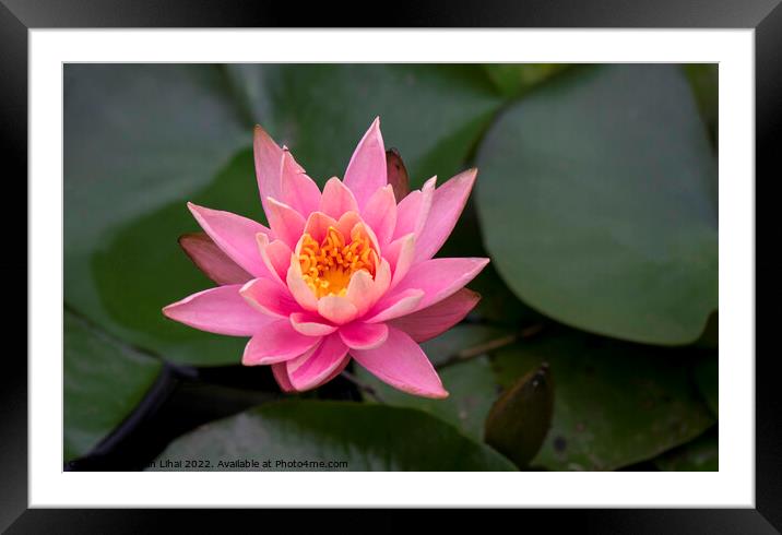 Pink lotus flower Framed Mounted Print by Stan Lihai