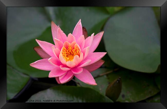 Pink lotus flower Framed Print by Stan Lihai