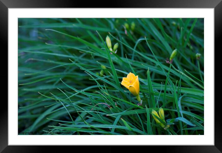 Yellow flower in dense grass Framed Mounted Print by Stan Lihai