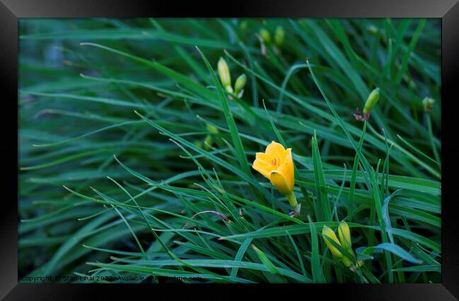 Yellow flower in dense grass Framed Print by Stan Lihai