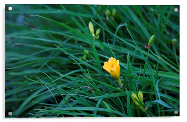 Yellow flower in dense grass Acrylic by Stan Lihai