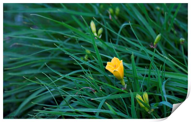 Yellow flower in dense grass Print by Stan Lihai