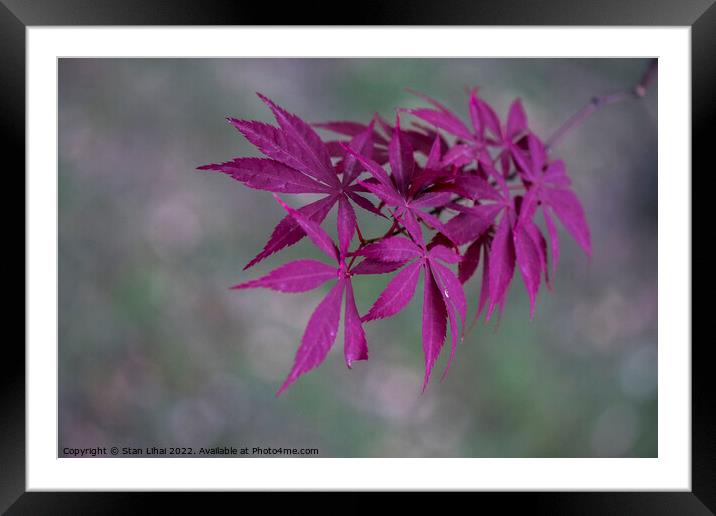 Plant flower Framed Mounted Print by Stan Lihai