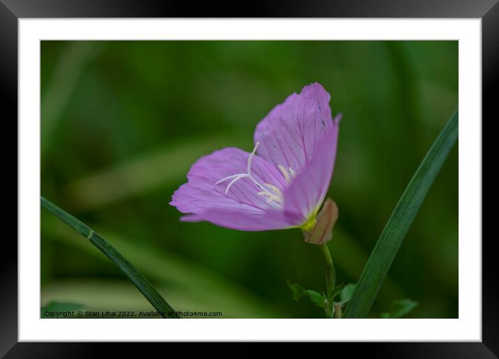 Purple flower close up Framed Mounted Print by Stan Lihai