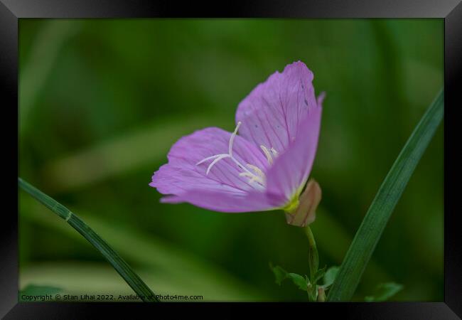 Purple flower close up Framed Print by Stan Lihai