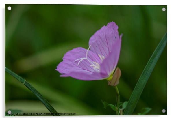 Purple flower close up Acrylic by Stan Lihai