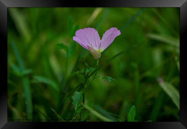 Purple flower in Shanghai Wujin park Framed Print by Stan Lihai