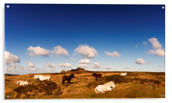Hound Tor, Dartmoor, Devon Acrylic by Maggie McCall
