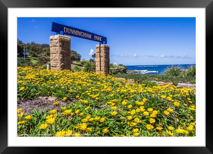 Yellow daisy flowers, Dunningham Park, Coogee Beach, Framed Mounted Print by Kevin Hellon