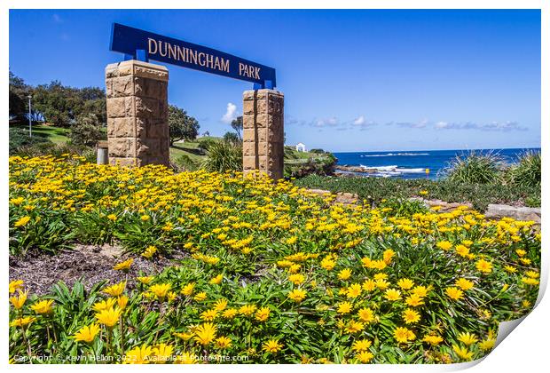 Yellow daisy flowers, Dunningham Park, Coogee Beach, Print by Kevin Hellon