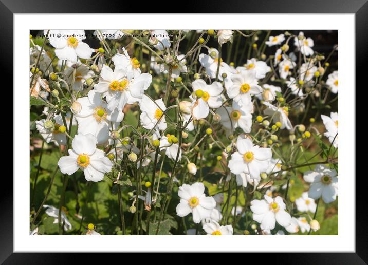 Flowers of Japanese anemone Framed Mounted Print by aurélie le moigne