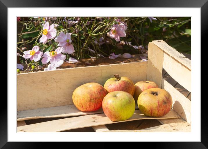 Apples in a crate Framed Mounted Print by aurélie le moigne