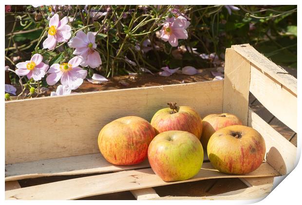 Apples in a crate Print by aurélie le moigne