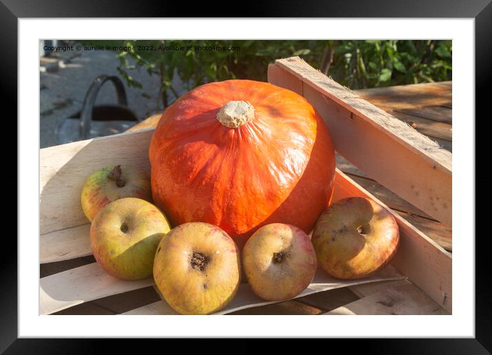 Pumpkin and apples in a crate Framed Mounted Print by aurélie le moigne