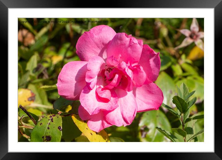 Pink rose in a garden Framed Mounted Print by aurélie le moigne