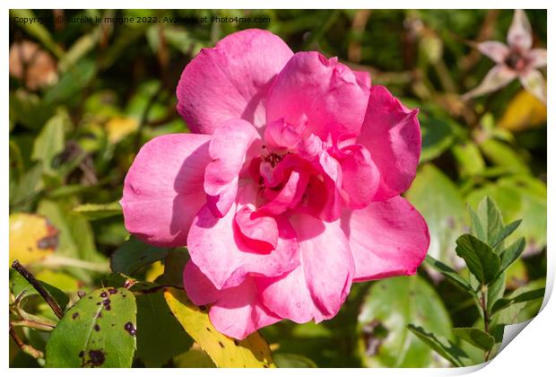 Pink rose in a garden Print by aurélie le moigne