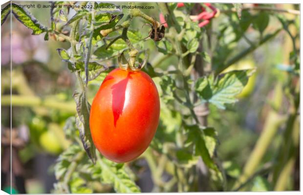 Tomato growing in a vegetable garden Canvas Print by aurélie le moigne