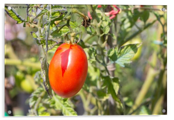 Tomato growing in a vegetable garden Acrylic by aurélie le moigne