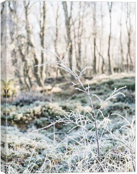 Frozen Hedgerow On The Roadside In The Scottish Highlands Canvas Print by Peter Greenway