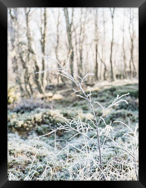 Frozen Hedgerow On The Roadside In The Scottish Highlands Framed Print by Peter Greenway