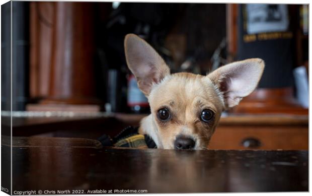 Portrait of a Chihuahua  Canvas Print by Chris North