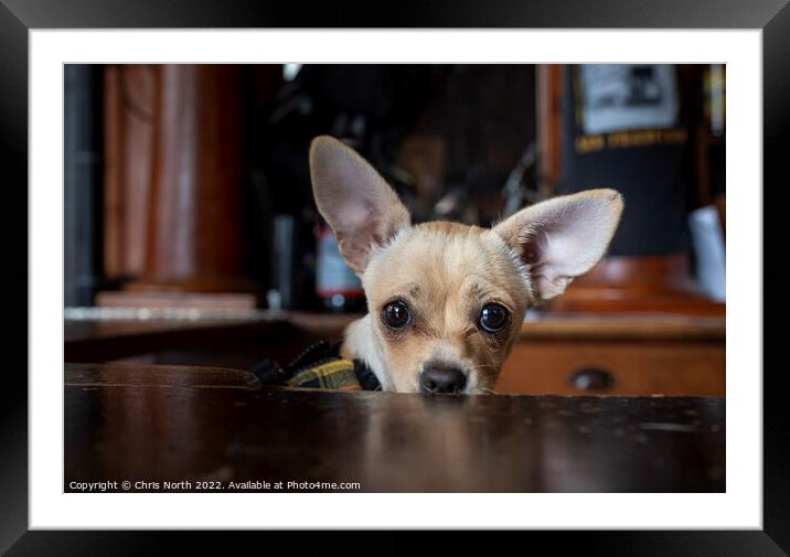 Portrait of a Chihuahua  Framed Mounted Print by Chris North