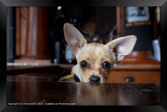 Portrait of a Chihuahua  Framed Print by Chris North
