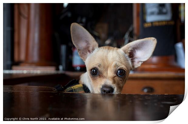 Portrait of a Chihuahua  Print by Chris North