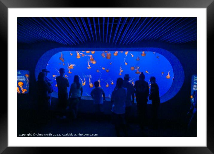 Jellyfish at Monterey aquarium. Framed Mounted Print by Chris North