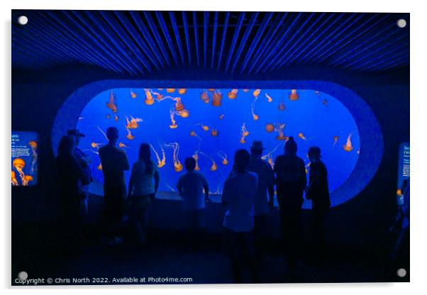Jellyfish at Monterey aquarium. Acrylic by Chris North