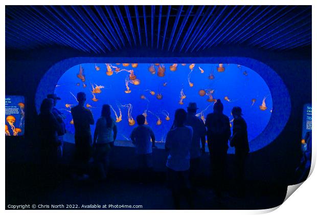 Jellyfish at Monterey aquarium. Print by Chris North