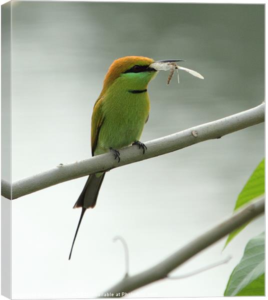 Green Bee-eater with prey Canvas Print by Bhagwat Tavri