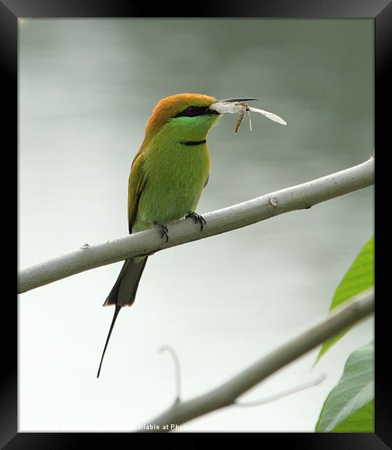 Green Bee-eater with prey Framed Print by Bhagwat Tavri